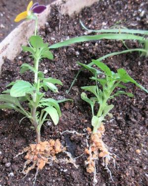 ビオラとパンジー 狭い庭を花いっぱいにする育て方 楽天ブログ