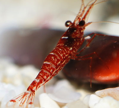 レッドオーキッド2