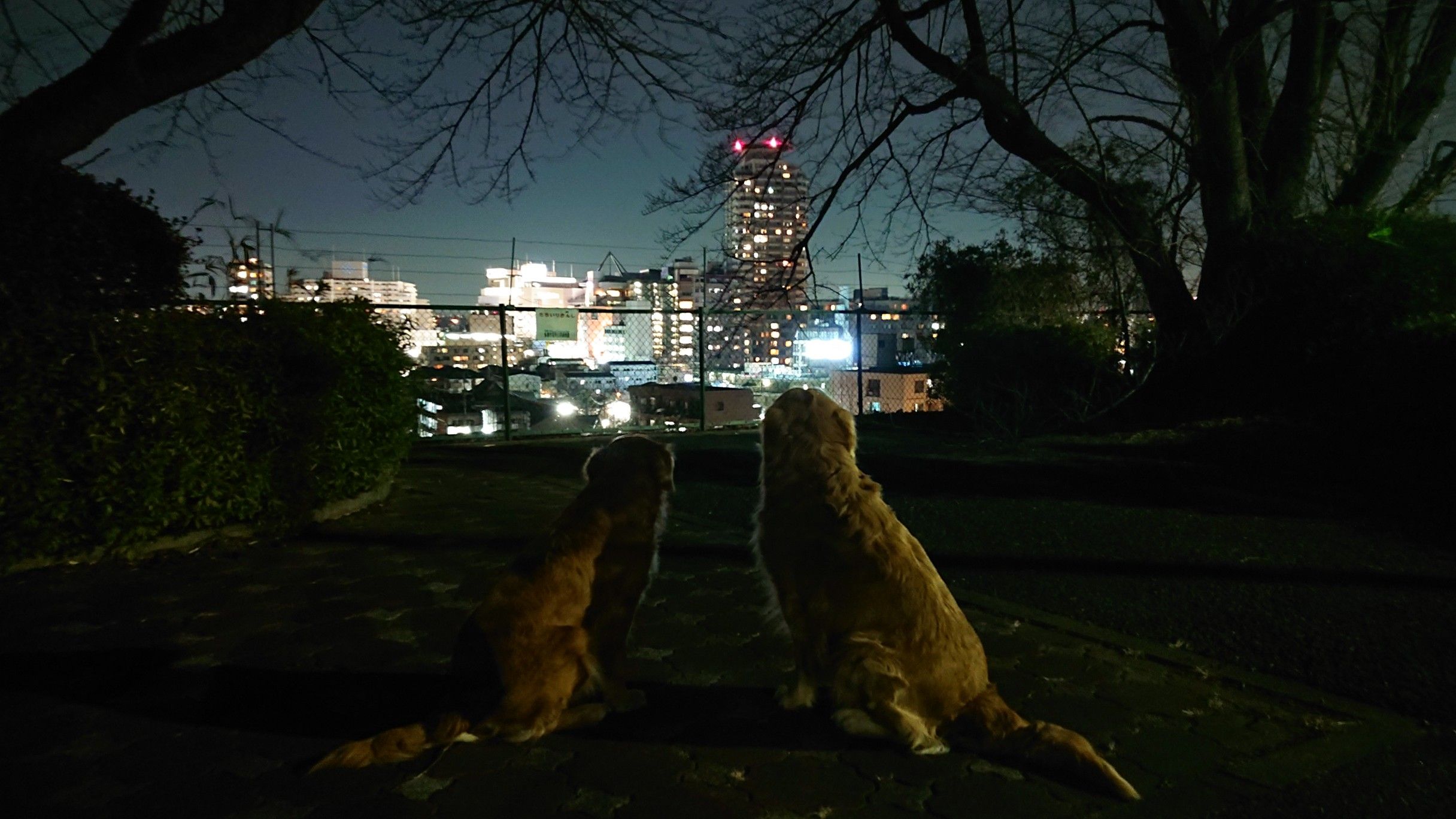 夜のいろは坂桜公園 3匹のゴールデンレトリバーのブログ 楽天ブログ