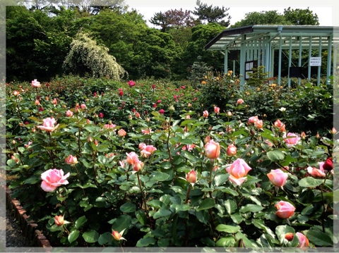 バラ・フラワーセンター大船植物園