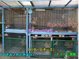 巣箱入る
