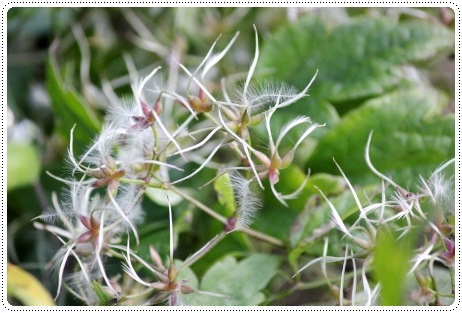 ボタンヅル 13.9.18