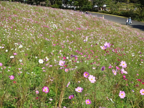 花の丘のコスモス