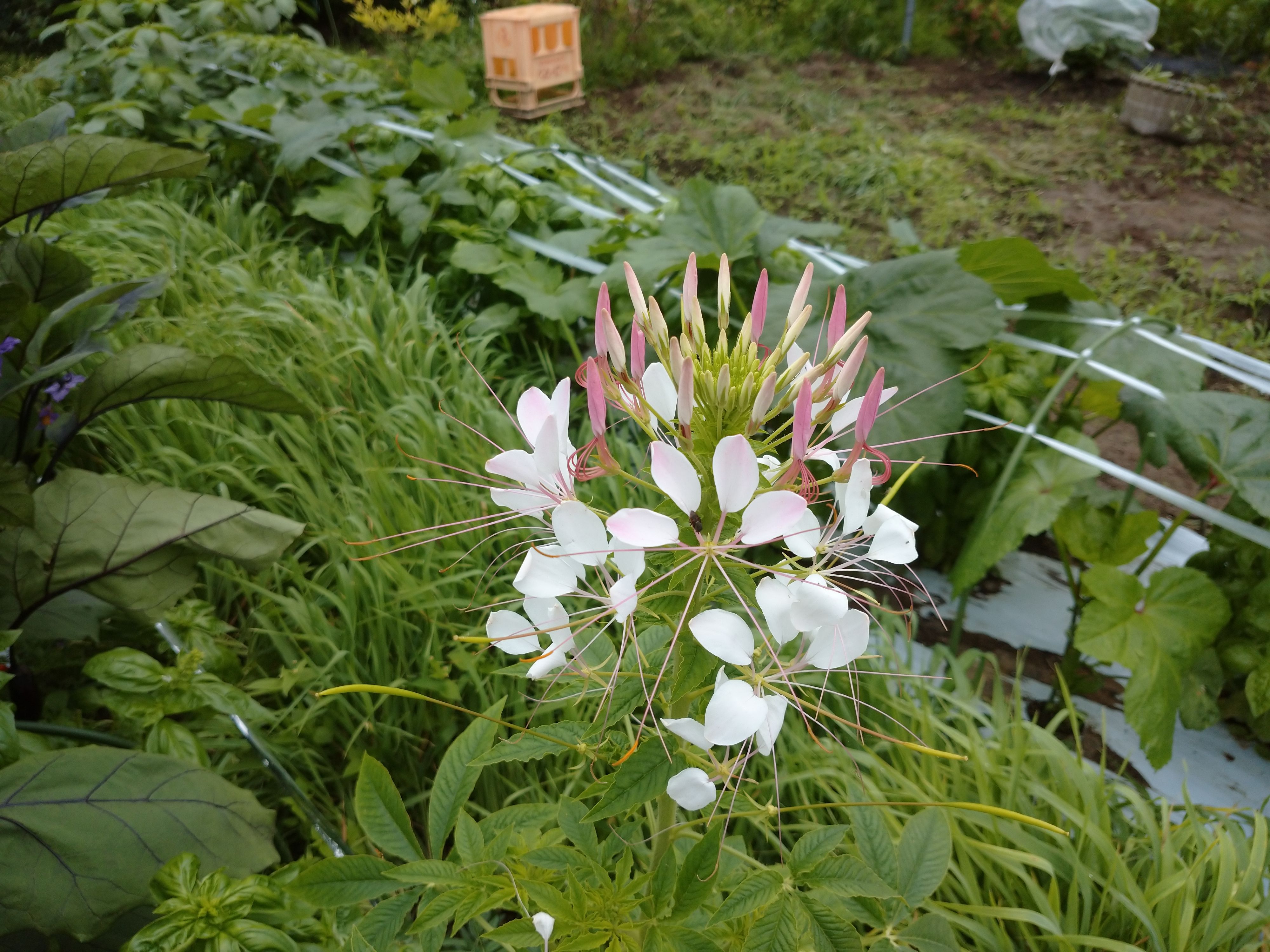 クレオメ 天敵温存植物 が咲いた 青パパイヤと家庭菜園日記 楽天ブログ