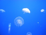 DSCN1366.jpg