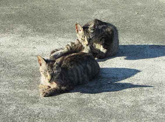 我が家のニャンコ♪2015/8/28-2