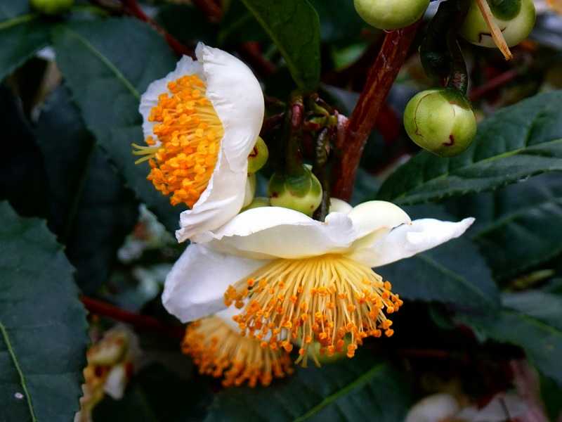10月22日 今日の一花 チャノキ(茶の木、茶樹) | gazengamaのブログ 散歩中に出合った花と趣味の陶芸作品 - 楽天ブログ