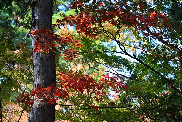 修善寺自然公園もみじ林