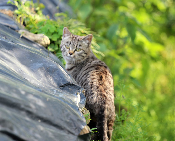 我が家のニャンコ♪2014/04/28-2