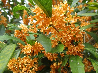 IMG_1611ss.jpg