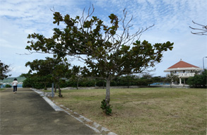 沖縄352.jpg