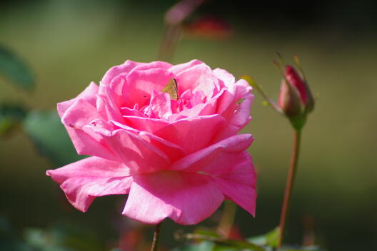 日比谷公園の秋薔薇