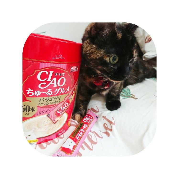 ちゅーるいなばちゃお WATOHAの徒然なるままに・・・♪ 楽天ブログ ちゅーるいなばちゃお WATOHAの徒然なるままに・・・♪ 楽天ブログ