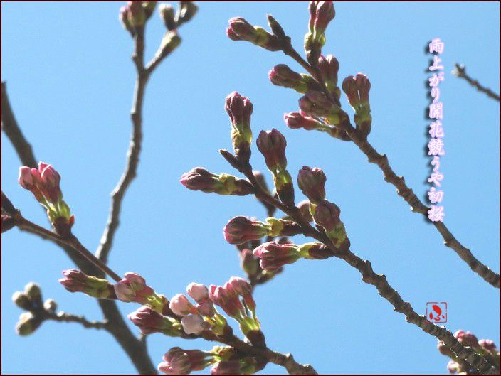 初桜 Fu 風子の575 あるがままに 楽天ブログ