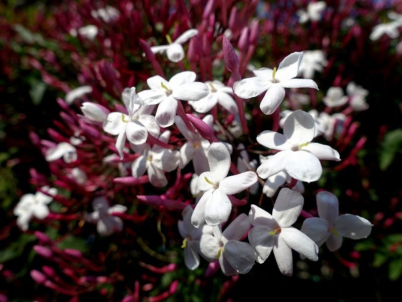 4月29日 今日に一花 ハゴロモジャスミン 羽衣ジャスミン Gazengamaのブログ 散歩中に出合った花と趣味の陶芸作品 楽天ブログ