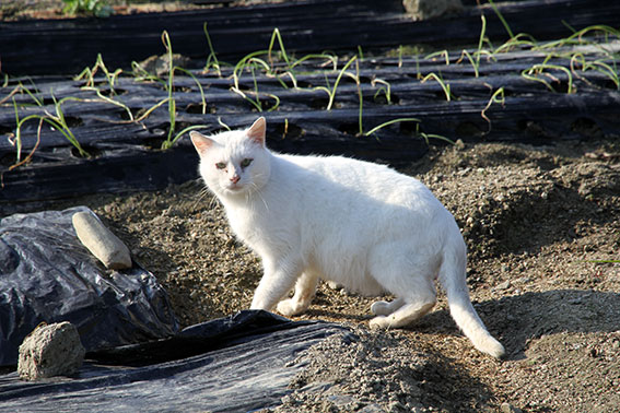 我が家のニャンコ♪2014/12/08-2