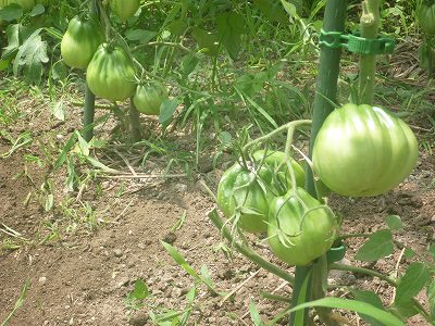 地植えトマト。