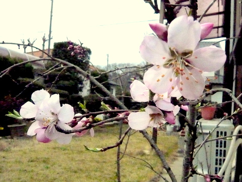 ア－モンドの花