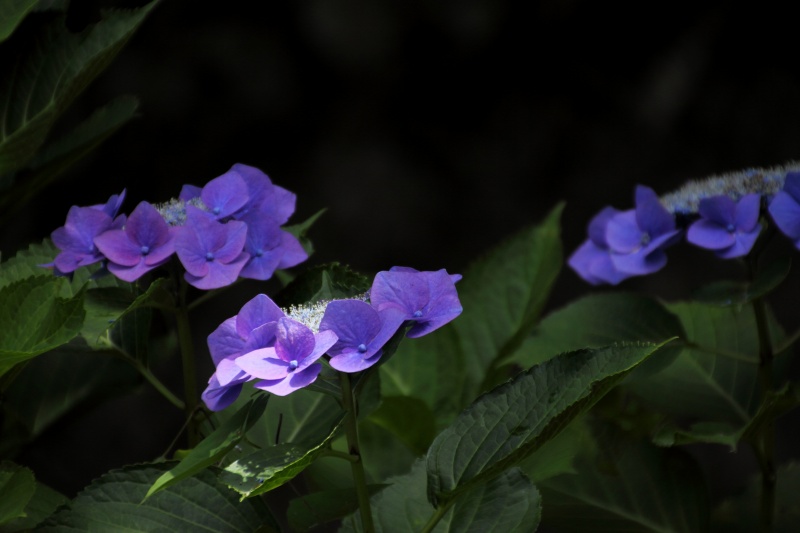 中千本公園の紫陽花_02.jpg