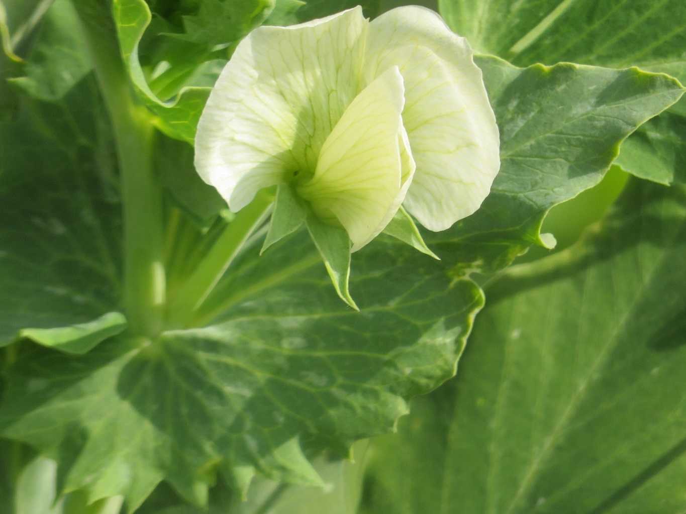 末娘孫と買物 花はエンドウ キヌサヤ だい のひとりごと 楽天ブログ 末娘孫と買物 花はエンドウ キヌサヤ だい のひとりごと 楽天ブログ