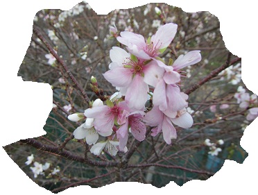 ８４十月桜.jpg