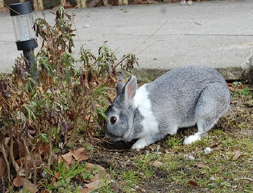 DSC_0030.JPG