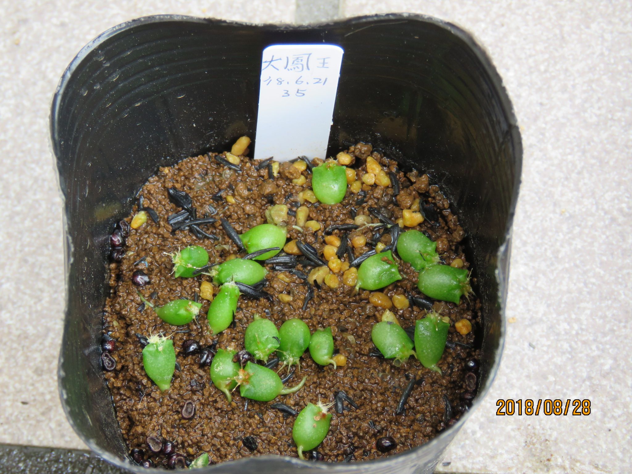 アストロフィツム属 実生苗達の植替え | びびるタニサボ達 - 楽天ブログ