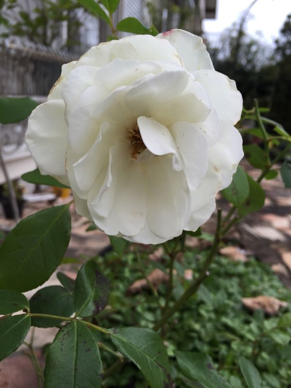 rblog-20151114223212-07.jpg