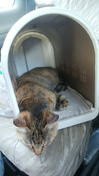 キャリーの中で落ち着く猫