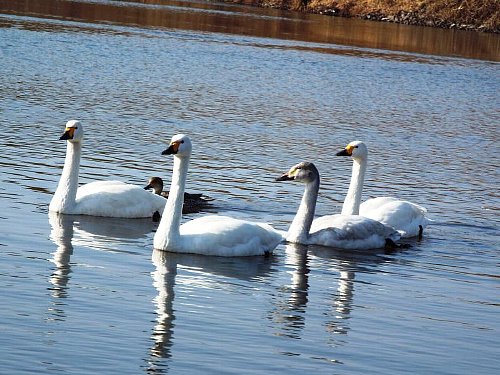 1-27 kohakutyou-103-b.jpg