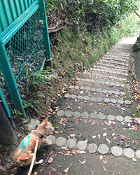 階段