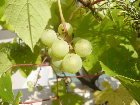 2葡萄7.29 4503.jpg