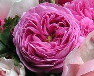 11年春 ルイーズオディエ バラ香るエクステリアプランナーのお庭 楽天ブログ