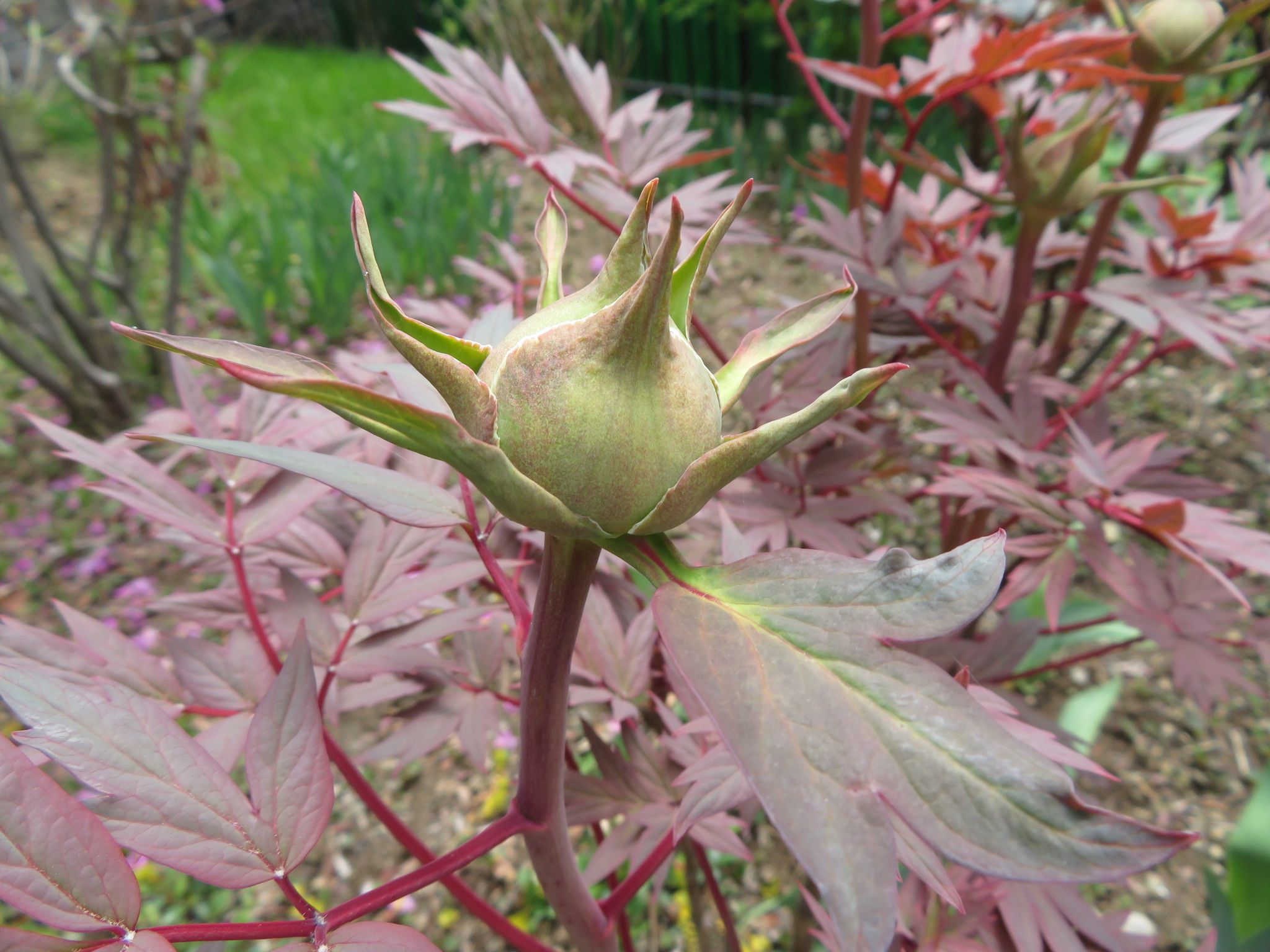 牡丹のつぼみ 私と陶芸 楽天ブログ