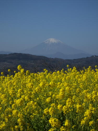 吾妻山公園