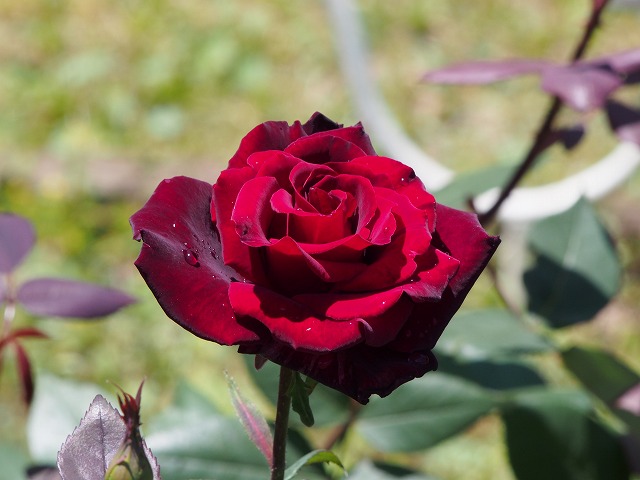 P5180014.jpg