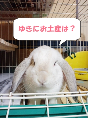 おみやげは？