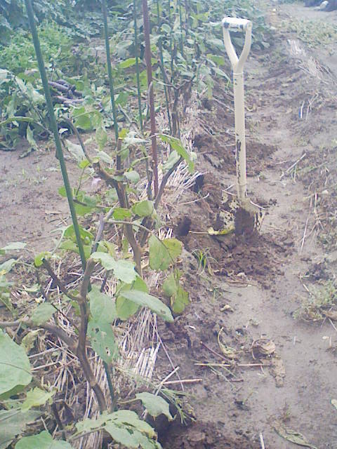 F1000040 - コピー (3).JPG