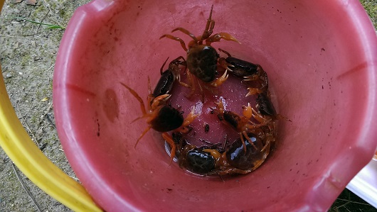 蟹釣り3