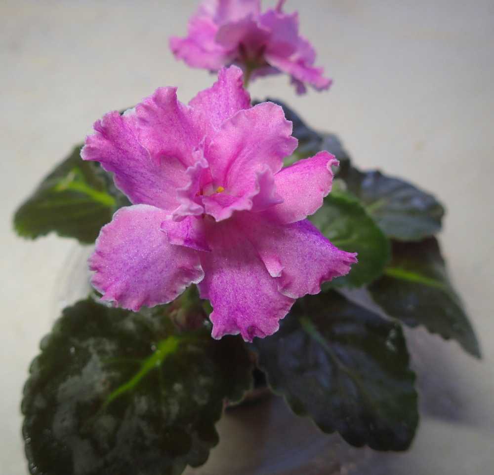 セントポーリア の記事一覧 Nenttohのブログ セントポーリアの花のご紹介 Site Introduces Africanviolet Saintpaulia 楽天ブログ