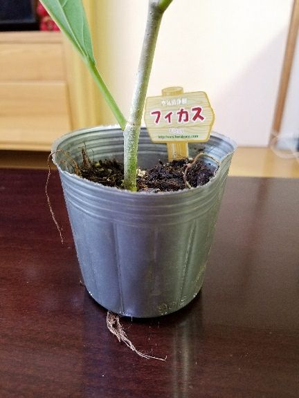 ベンガレンシスを植え替えたぞ デルオの多肉日記 楽天ブログ