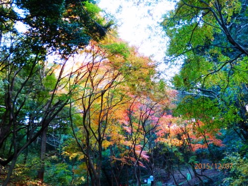PC070865b20151207.jpg