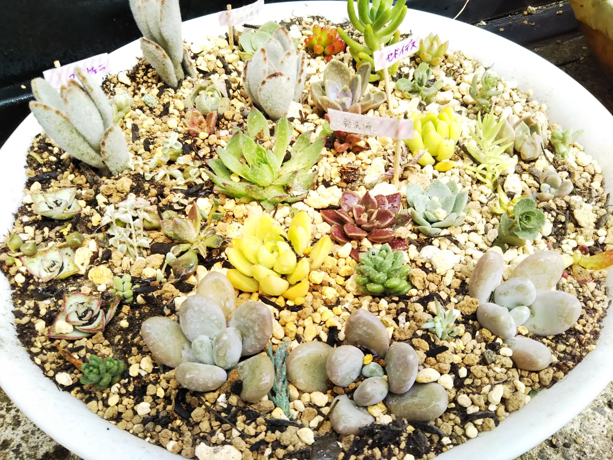 多肉植物✩.*˚七福神の寄せ植えセット - その他多肉植物