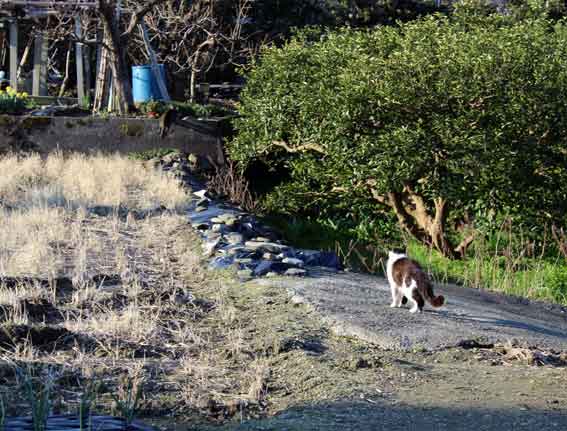 我が家のニャンコ♪2014/03/23-2