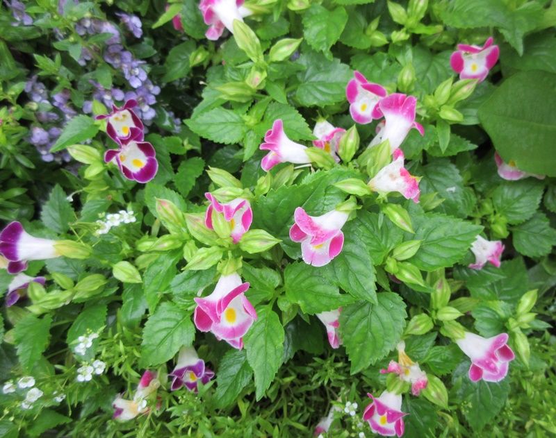 元気なトレニア カラーリーフと豪雨で無残なペチュニア 狭い庭を花いっぱいにする育て方 楽天ブログ