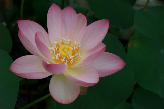 DSCF2270.jpg