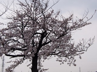 三春滝桜.jpg