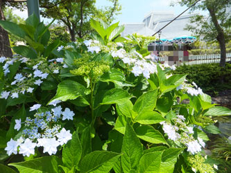 Flower74