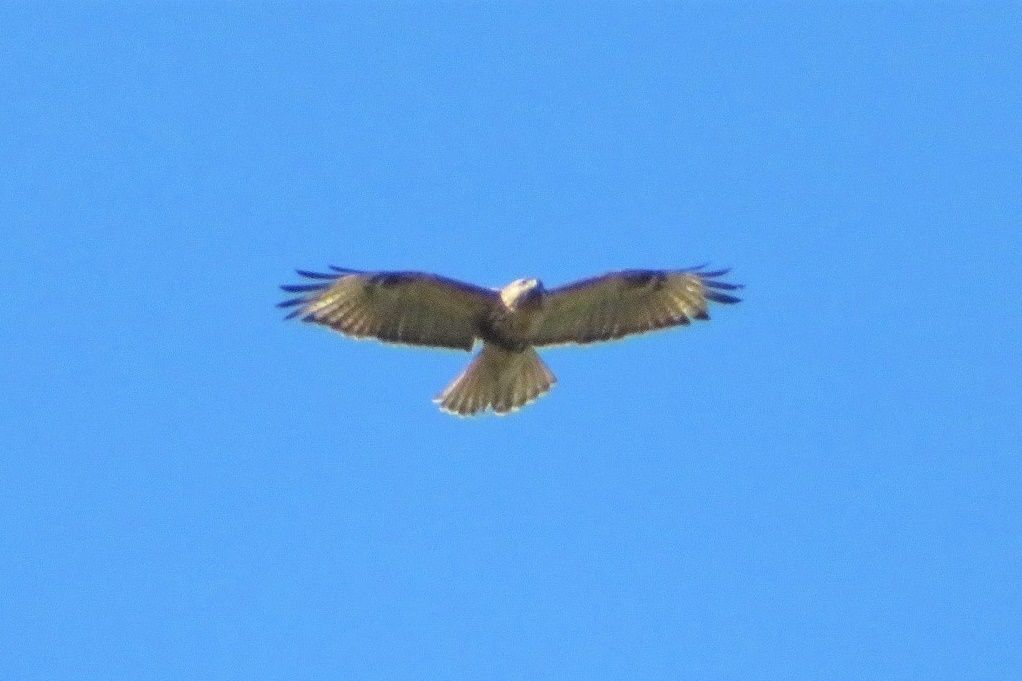 川沿い散歩で撮った鳥２ チョウゲンボウ ノスリ ダイサギ 大分金太郎の花鳥蝶月 楽天ブログ