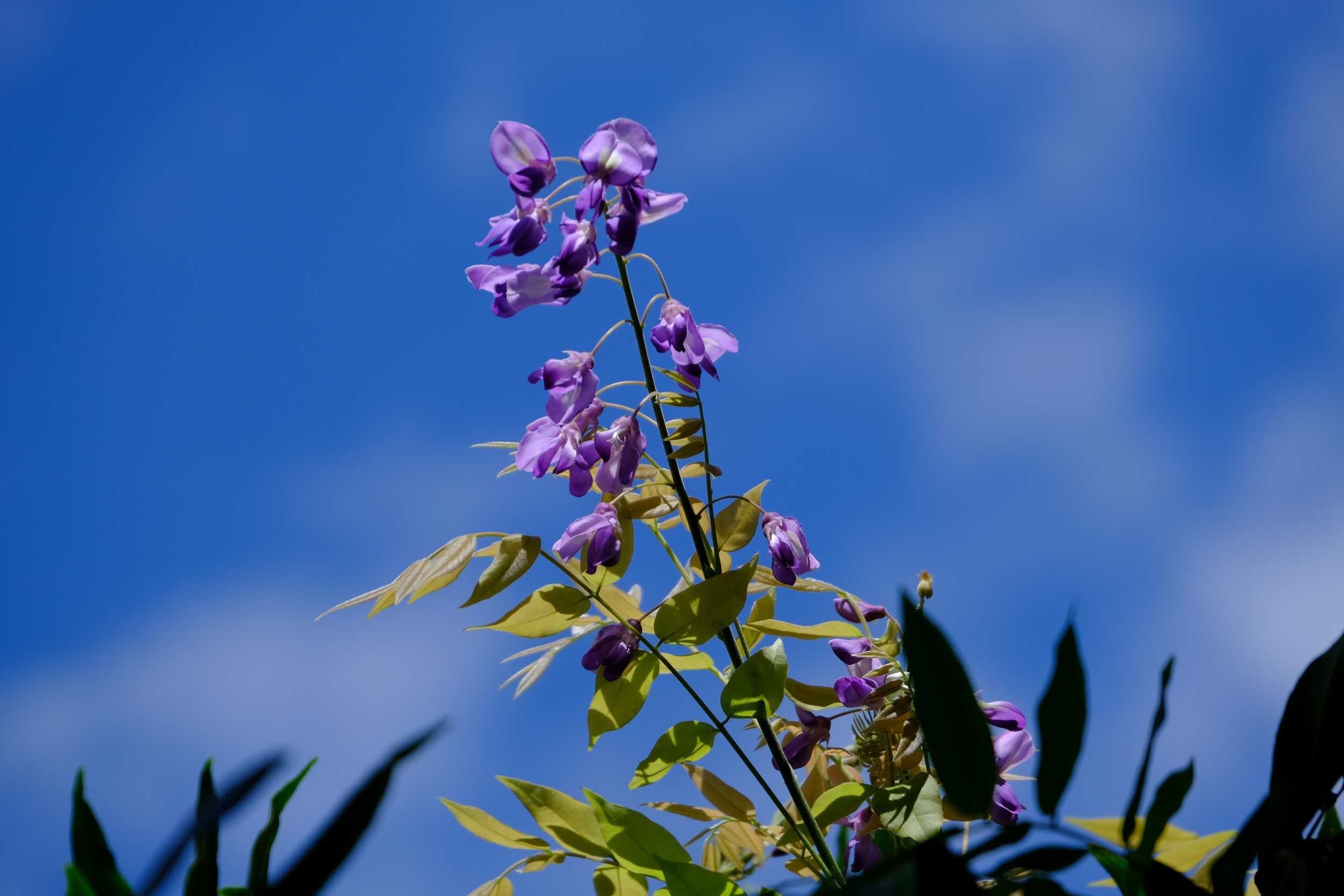 サルスベリ 藤の開花 南風のメッセージ 楽天ブログ